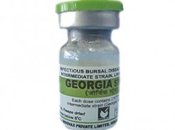 georgia strain against gumboro disease