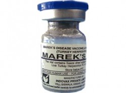 mareks against marek s disease