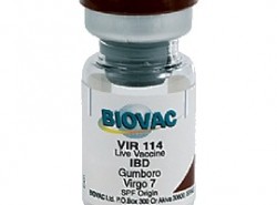 vir 114 against gumboro disease