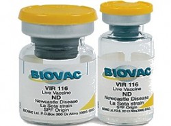 vir 116 against newcastle disease